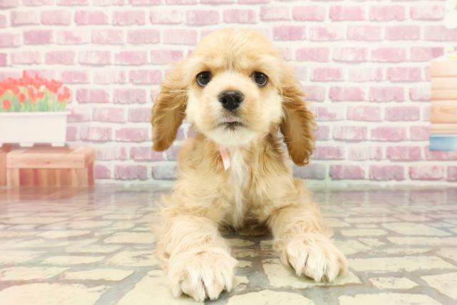 神奈川県のアメリカンコッカースパニエル (Coo&RIKU藤沢店/2025年1月3日生まれ/女の子/バフ)の子犬