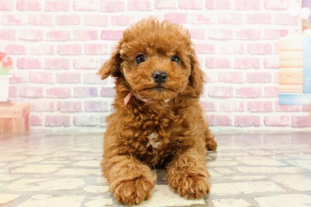 静岡県のトイプードル(トイ) (Coo&RIKU藤枝店/2025年1月5日生まれ/女の子/レッド)の子犬