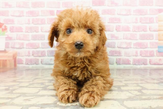宮城県のトイプードル(トイ) (Coo&RIKU仙台太白店/2025年1月7日生まれ/男の子/レッド)の子犬