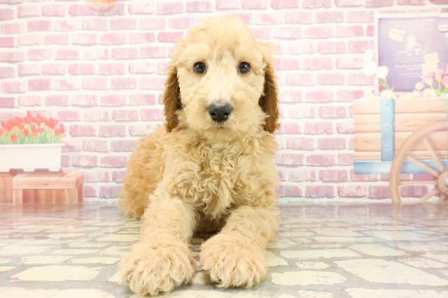埼玉県のスタンダードプードル (Coo&RIKU春日部店/2025年1月7日生まれ/男の子/アプリコット)の子犬