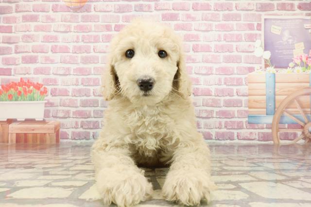 神奈川県のスタンダードプードル (Coo&RIKU小田原店/2025年1月7日生まれ/女の子/シャンパン)の子犬