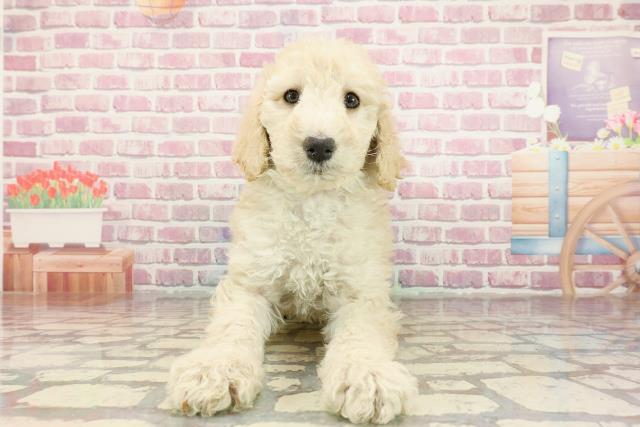 神奈川県のスタンダードプードル (Coo&RIKU平塚店/2025年1月7日生まれ/女の子/クリーム)の子犬