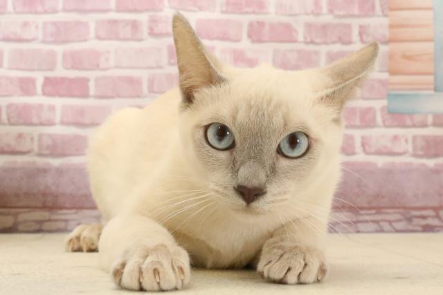 熊本県のトンキニーズ (Coo&RIKU熊本店/2024年8月7日生まれ/男の子/ナチュラルミンク)の子猫