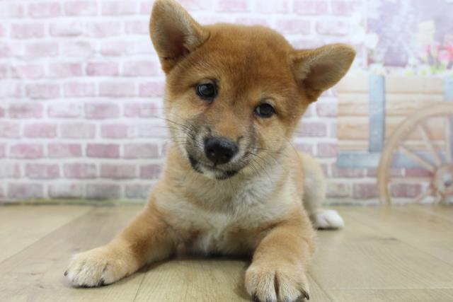 宮城県の柴犬(標準サイズ) (Coo&RIKU仙台太白店/2025年1月6日生まれ/女の子/赤)の子犬