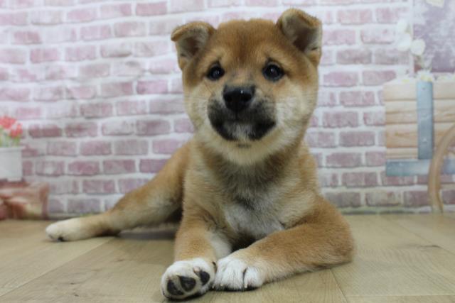柴犬