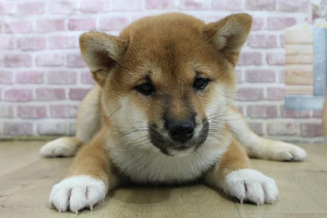 青森県の柴犬(標準サイズ) (Coo&RIKU弘前店/2025年1月11日生まれ/男の子/赤)の子犬