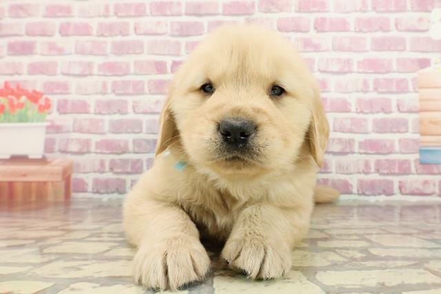 福井県のゴールデンレトリバー (Coo&RIKU福井店/2025年1月12日生まれ/男の子/ゴールデン)の子犬