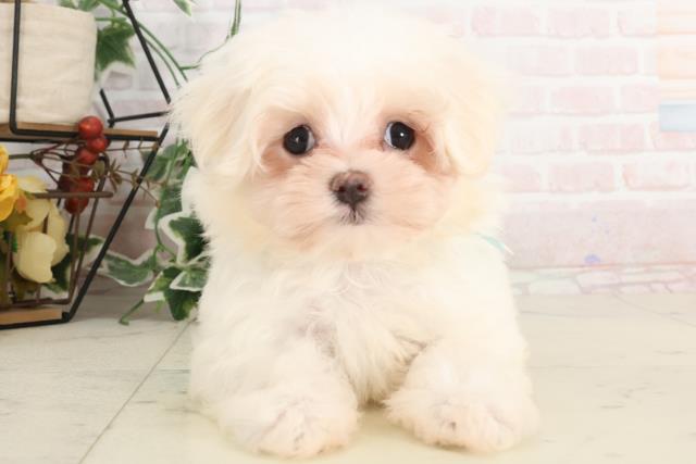 香川県のマルチーズ (Coo&RIKU高松上福岡店/2025年1月10日生まれ/男の子/ホワイト)の子犬