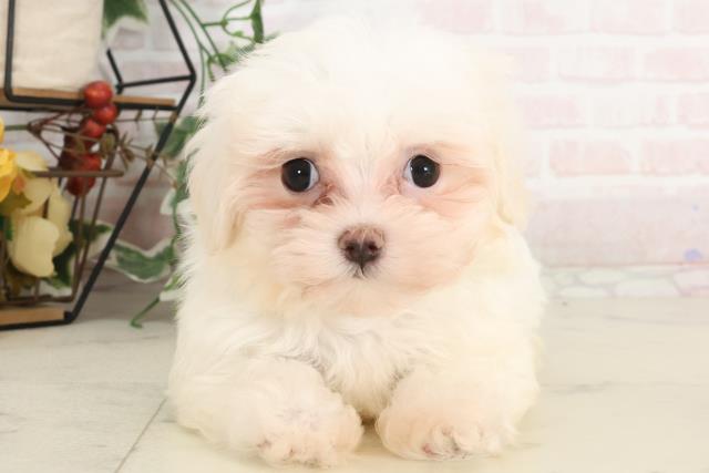 広島県のマルチーズ (Coo&RIKUゆめタウン大竹店/2025年1月10日生まれ/男の子/ホワイト)の子犬