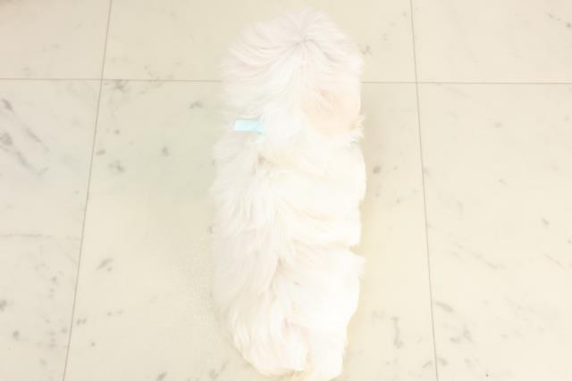 広島県のマルチーズ (Coo&RIKUゆめタウン大竹店/2025年1月10日生まれ/男の子/ホワイト)の子犬の4枚目の画像