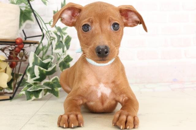 島根県のミニチュアピンシャー (Coo&RIKU出雲店/2025年1月11日生まれ/男の子/レッド)の子犬