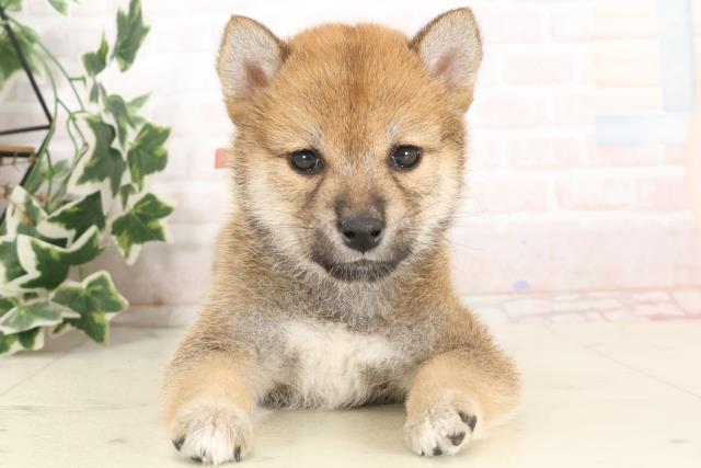 愛媛県の柴犬(標準サイズ) (Coo&RIKU愛媛松山店/2025年1月9日生まれ/女の子/赤)の子犬