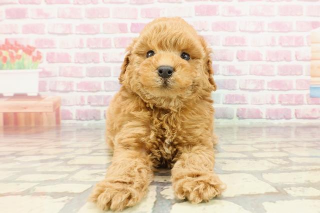 大阪府のトイプードル(トイ) (Coo&RIKU東大阪店/2025年1月12日生まれ/男の子/レッド)の子犬