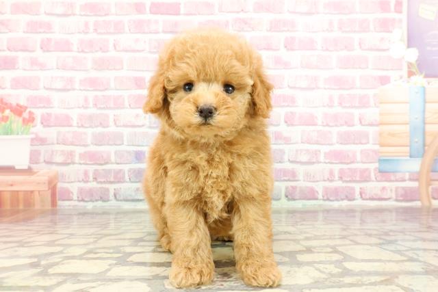 千葉県のトイプードル(トイ) (Coo&RIKU東金店/2025年1月12日生まれ/男の子/アプリコット)の子犬