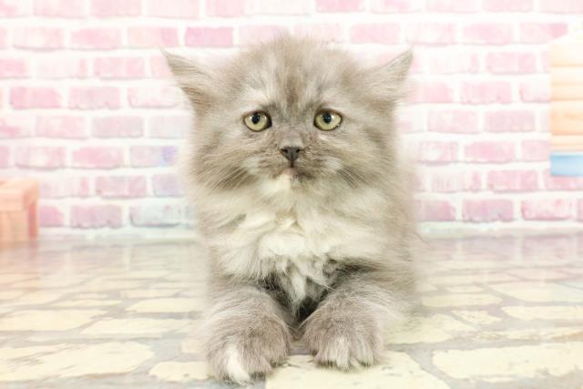 愛知県のラガマフィン (Coo&RIKU東海店/2025年1月11日生まれ/女の子/ブルーパッチドタビー)の子猫