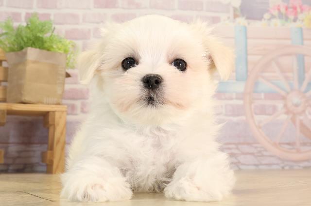 愛知県のマルチーズ (Coo&RIKU名古屋みなと店/2025年1月10日生まれ/男の子/ホワイト)の子犬