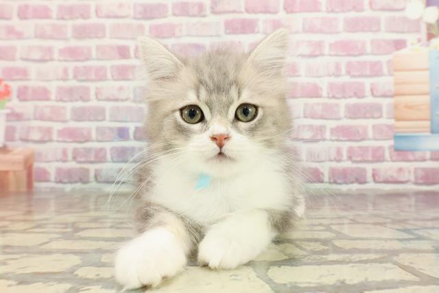 栃木県のサイベリアン (Coo&RIKU宇都宮店/2024年12月6日生まれ/男の子/ブルータビー)の子猫