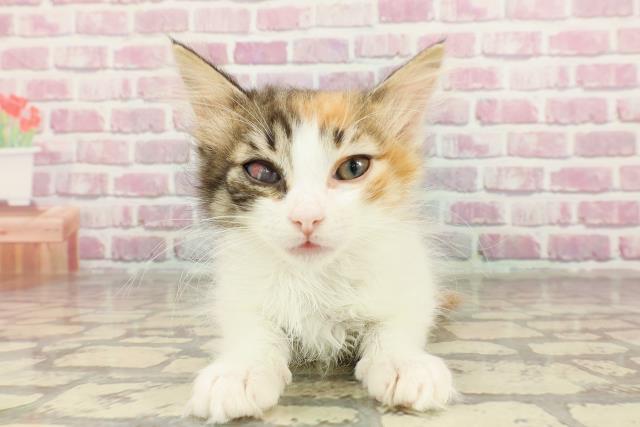ノルウェージャン・フォレストキャット