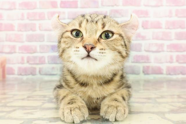 宮城県のアメリカンカール (Coo&RIKU仙台太白店/2024年11月17日生まれ/男の子/ブラウンタビー)の子猫