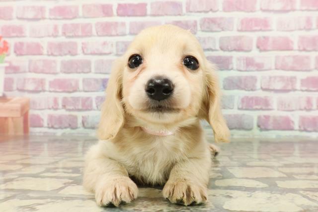 栃木県のカニンヘンダックスフンド(ロング) (Coo&RIKU小山店/2025年1月14日生まれ/女の子/イエロー)の子犬