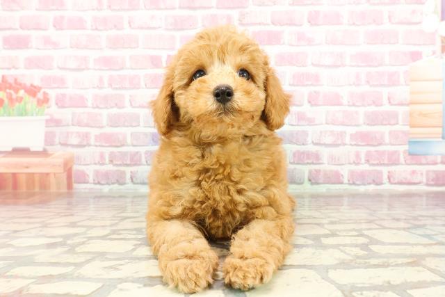 宮城県のトイプードル(トイ) (Coo&RIKU石巻店/2025年1月10日生まれ/男の子/アプリコット)の子犬