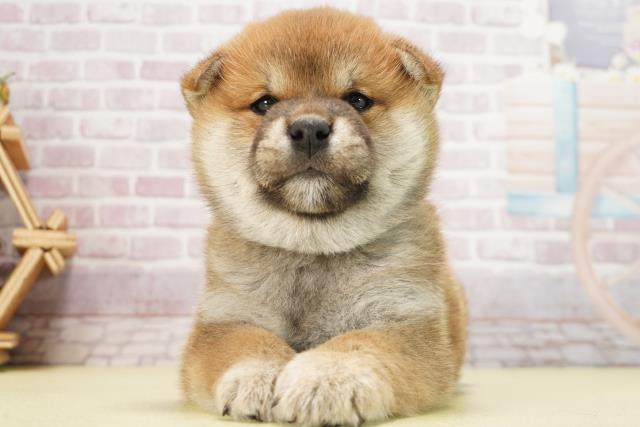 岐阜県の柴犬(標準サイズ) (Coo&RIKU岐南店/2025年1月14日生まれ/男の子/赤)の子犬