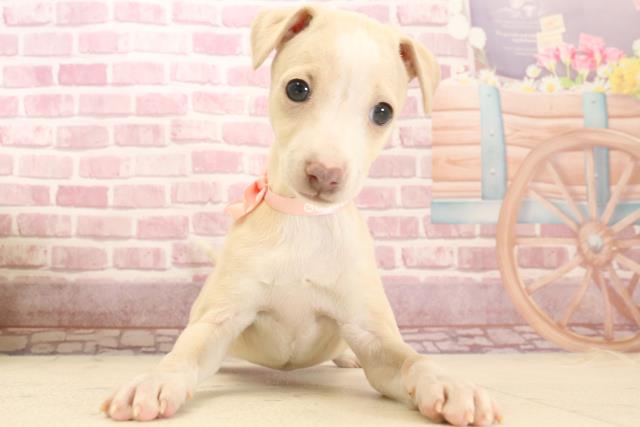 大分県のイタリアングレーハウンド (Coo&RIKU大分店/2025年1月11日生まれ/女の子/フォーンホワイト)の子犬
