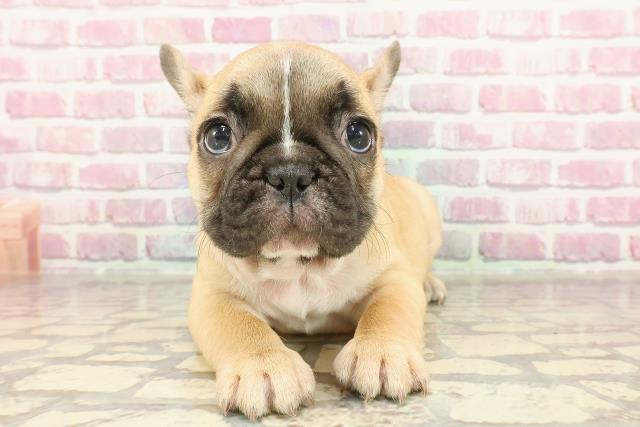 東京都のフレンチブルドッグ (Coo&RIKU立川店/2025年1月14日生まれ/女の子/フォーンホワイト)の子犬