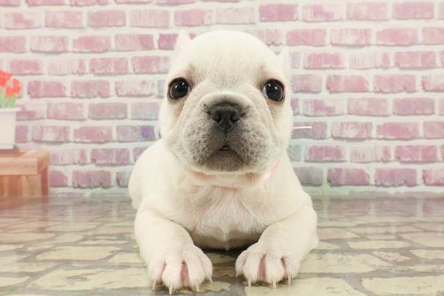 東京都のフレンチブルドッグ (Coo&RIKU吉祥寺店/2025年1月15日生まれ/女の子/クリーム)の子犬