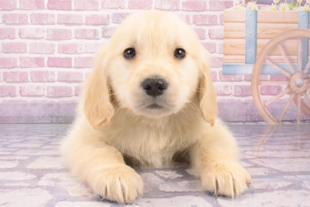 奈良県のゴールデンレトリバー (Coo&RIKU天理店/2025年1月15日生まれ/男の子/ゴールデン)の子犬