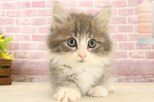 ノルウェージャン・フォレストキャット