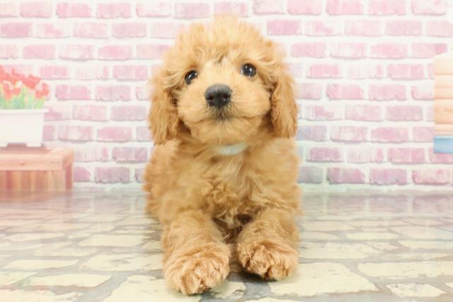 栃木県のトイプードル(トイ) (Coo&RIKU宇都宮店/2025年1月16日生まれ/男の子/レッド)の子犬