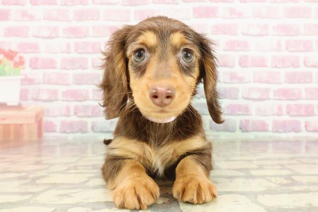 ミニチュアダックスフンドのらきくん🐶ペットショップ犬の家近江