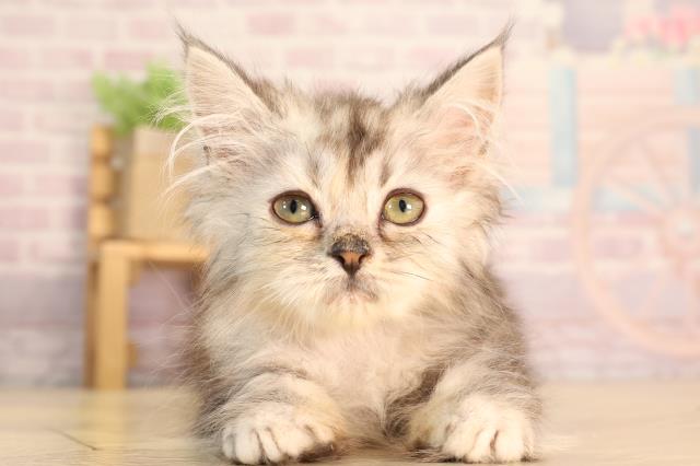 静岡県のラガマフィン (Coo&RIKU浜松店/2024年12月17日生まれ/女の子/シルバータビー)の子猫