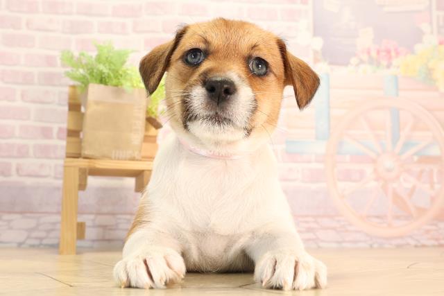 静岡県のジャックラッセルテリア (Coo&RIKU藤枝店/2025年1月21日生まれ/女の子/タンホワイト)の子犬