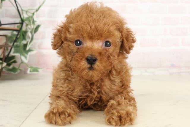 岡山県のティーカッププードル (Coo&RIKU岡山店/2025年1月25日生まれ/男の子/レッド)の子犬