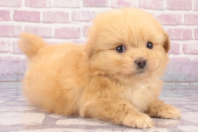 ワンちゃん・ネコちゃん(子犬・子猫)検索結果 | ペットショップ ワンちゃん・ネコちゃん(子犬・子猫)検索結果 | ペットショップ