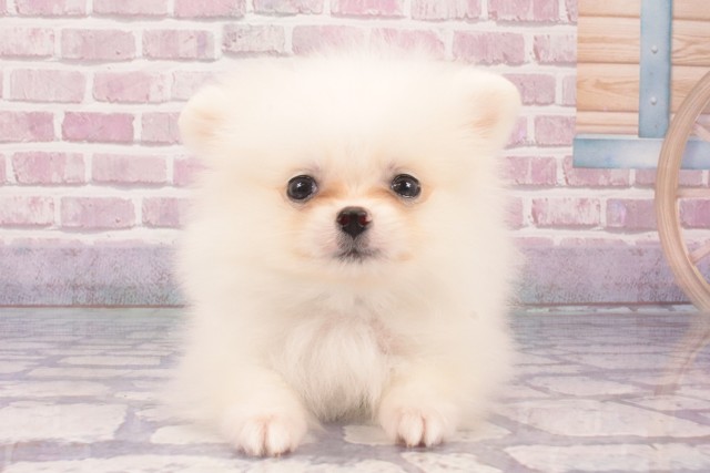 大阪府のポメラニアン (Coo&RIKU梅田店/2025年1月23日生まれ/男の子/クリーム)の子犬
