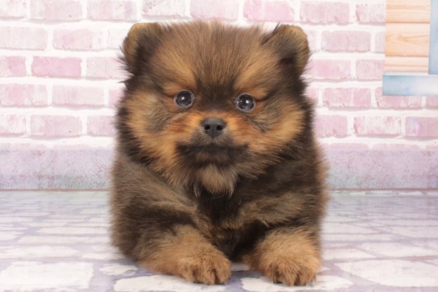 大阪府のポメラニアン (Coo&RIKU梅田店/2025年1月24日生まれ/男の子/オレンジ)の子犬