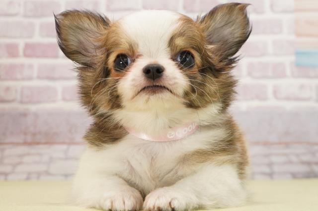 静岡県のチワワ(ロング) (Coo&RIKU富士店/2025年1月16日生まれ/男の子/レッドホワイト)の子犬