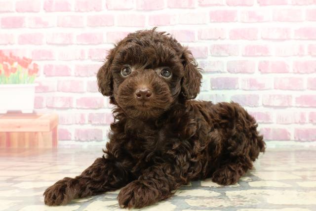 トイ・プードルの子犬（メス♀） 武蔵小山店｜ペットショップ