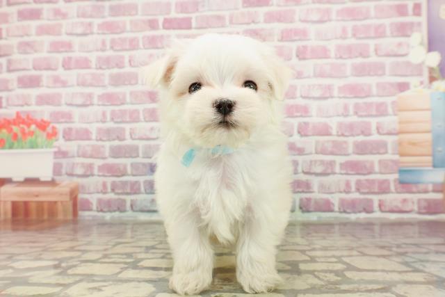 埼玉県のマルチーズ (Coo&RIKUアニマルケアセンター大宮/2025年1月27日生まれ/男の子/ホワイト)の子犬
