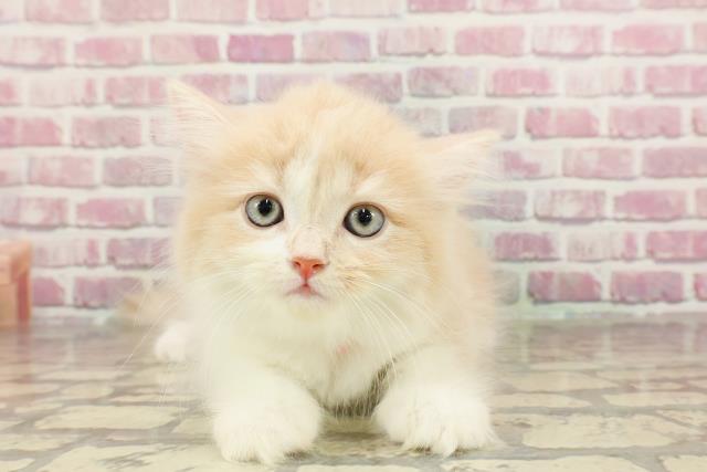 茨城県のサイベリアン (Coo&RIKU筑西店/2025年1月29日生まれ/女の子/クリームタビーホワイト)の子猫