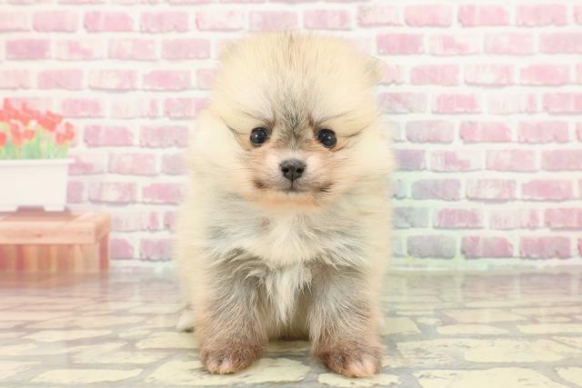 京都府のポメラニアン (Coo&RIKU京都河原町店/2025年1月29日生まれ/女の子/オレンジ)の子犬