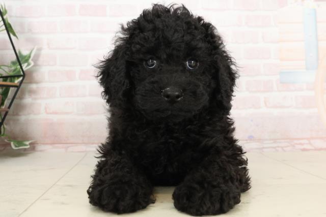 岡山県のトイプードル(トイ) (Coo&RIKU岡山店/2025年2月6日生まれ/男の子/ブラック)の子犬