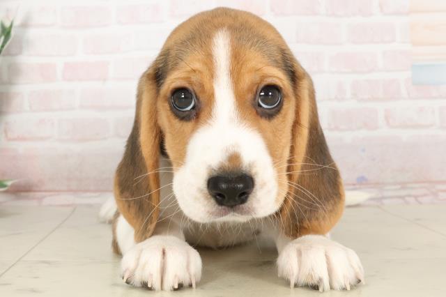 島根県のビーグル (Coo&RIKU出雲店/2025年2月7日生まれ/男の子/ハウンドカラー)の子犬
