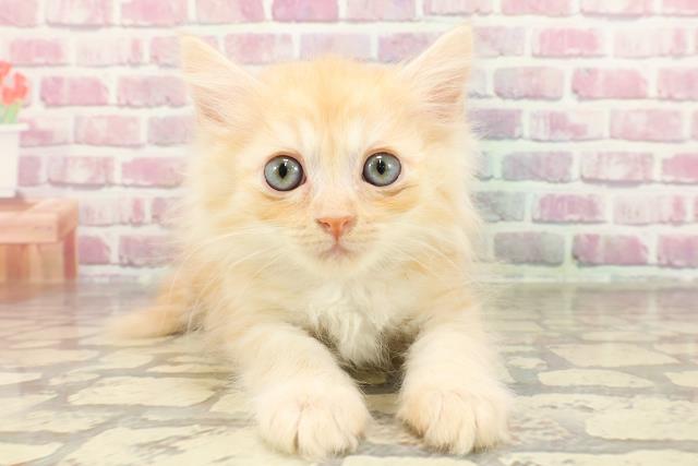 千葉県のマンチカン (Coo&RIKU東金店/2025年2月8日生まれ/男の子/レッドタビー)の子猫