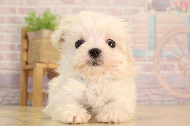 岐阜県のマルチーズ (Coo&RIKU各務原店/2025年2月8日生まれ/男の子/ホワイト)の子犬