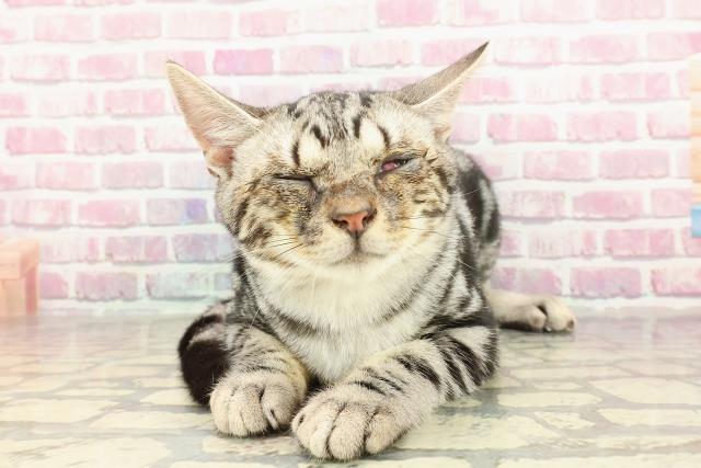 アメリカンショートヘアー