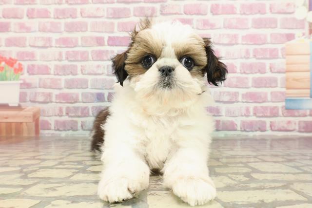 東京都のシーズー (Coo&RIKU八王子西店/2025年2月6日生まれ/女の子/ゴールドホワイト)の子犬